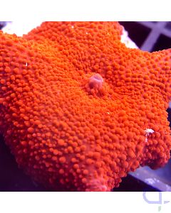 Discosoma ferrugatus - Red Ultra #92