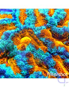 Acanthastrea lordhowensis - Orange Blau Ultra #F-2
