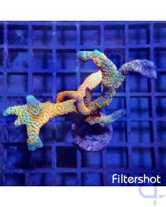 Montipora samarensis - Forest Fire