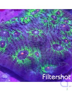 Echinophyllia - Rainbow #92