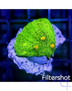 Echinophyllia - Space Invader #74