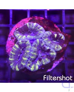 Acanthastrea - Blue Multicolor #184