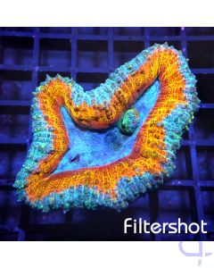 Lobophyllia - Orange Ultra #46
