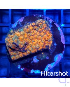 Cyphastrea Ultra - Red #28