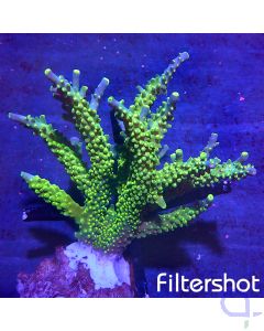 Acropora - Joker #08
