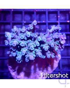 Acropora efflorescens - Lila Blau #179