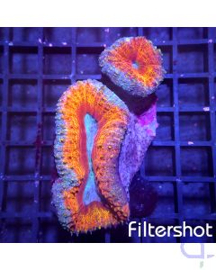 Lobophyllia - Lava #147