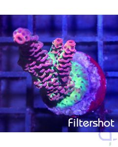 Acropora - Red Planet #114