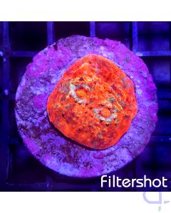 Echinophyllia Premium - Supernova #31