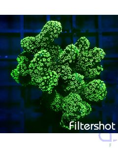 Stylophora - Green Neon #97