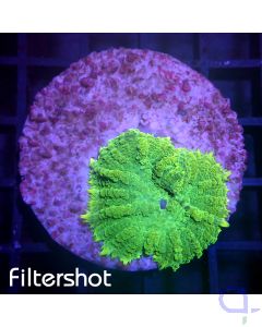 Discosoma - Green #04