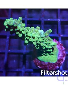 Acropora - Joker #49