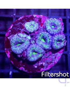 Acanthastrea - Green Center #184