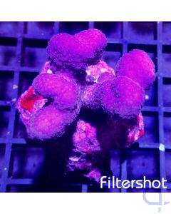 Stylophora pistillata - Pink #76