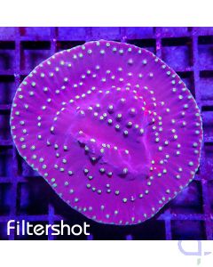 Turbinaria reniformis - Gold Polyp #100