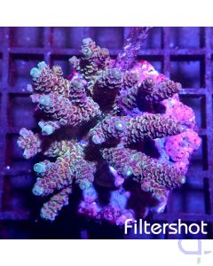 Acropora - Rainbow #167