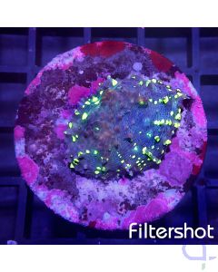 Echinophyllia - Green Dots #LPS C-7