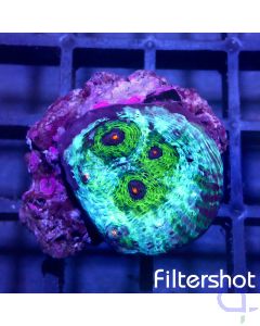 Echinophyllia - Avatar #LPS A-8