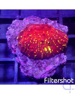 Echinophyllia - Goldmeister #LPS A-7