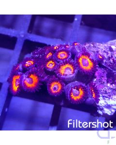Zoanthus - Kedd Red #G7
