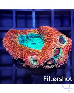 Acanthastrea bowerbanki Ultra - Red #36