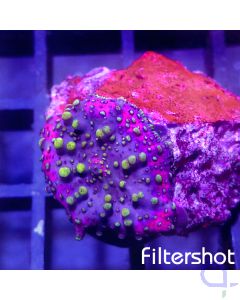 Discosoma punctatus - Green Dots #90