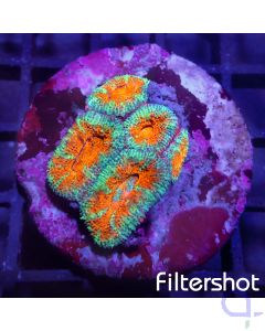 Acanthastrea - Bicolor #22