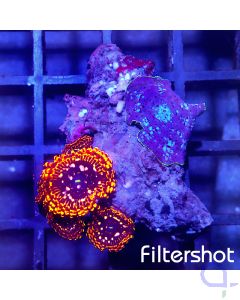 Discosoma - Zoanthus - Mix #G12