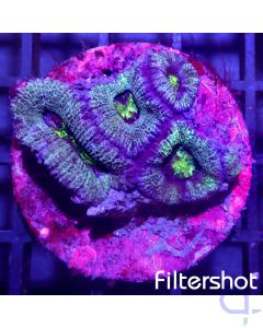 Acanthastrea - Green #G19