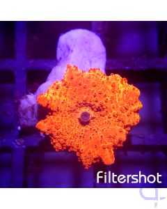 Discosoma - Orange Rot #G18