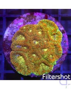 Favia - Orange Green #173