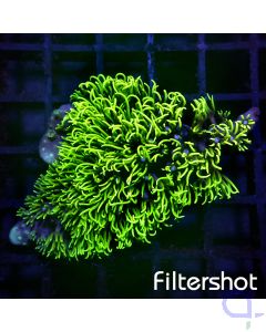 Briareum - Wavy Green #196