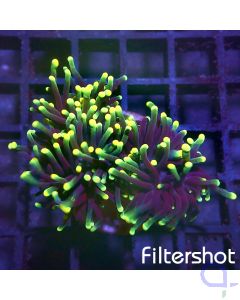 Euphyllia - Rasta #G09