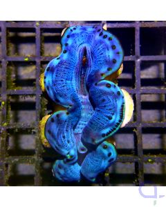 Tridacna maxima - Blue #93