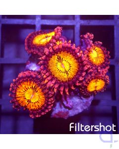 Zoanthus - Multicolor #G29