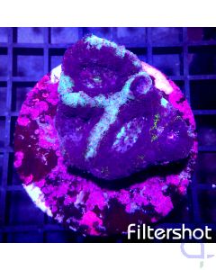 Acanthastrea bowerbanki - Ice Blue #110