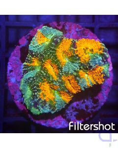 Acanthastrea echinata Ultra - Multicolor #G23