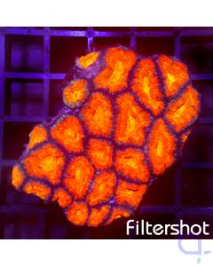 Acanthastrea lordhowensis - Ultra Red #139