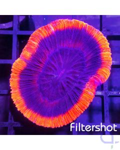 Trachyphyllia - Lava Red #61