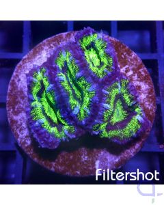 Acanthastrea Premium - Green #G33