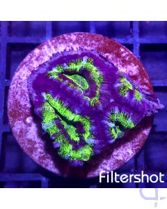 Acanthastrea - Green Ultra #66