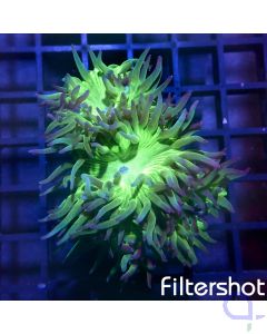 Duncanopsammia axifuga - Green #G46