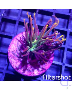 Euphyllia glabrescens  - Green Gold #G16