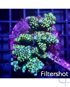 Acropora sp. - Ocean Green #G03