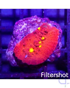 Echinophyllia - Golden Eye #196