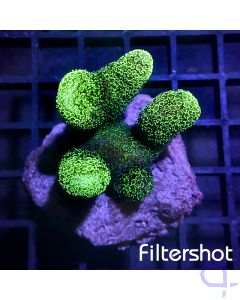 Stylophora pistillata - Green #G31