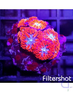 Blastomussa wellsi - Red #G51