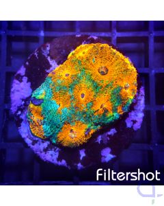 Acanthastrea echinata Ultra - Multicolor #G28