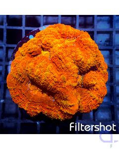 Acanthastrea bowerbanki - Fire Red Ultra #96