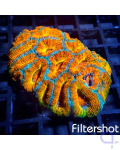Acanthastrea - Ultra Multicolor #133